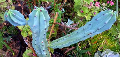 YC Cactus 