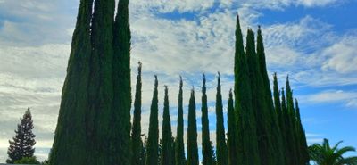 Cypress of YC