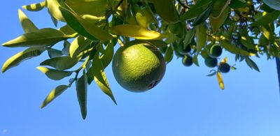 Del Prado Oranges