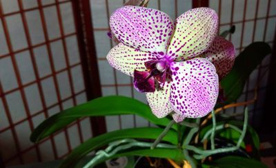 g13/79/738779/3/175686403.5f337cae.JPEG