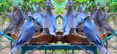 Band-Tailed Pigeon