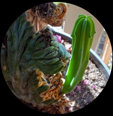 New Spike