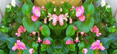 g13/79/738779/3/175820751.aae89e17.JPEG