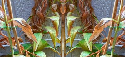 Autumn Lily Evanescence