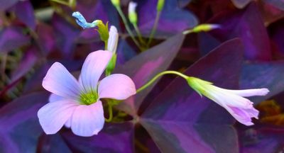 Oxalis