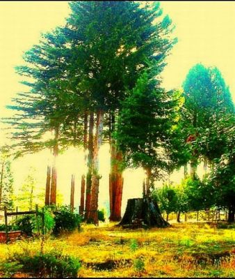  Brightness of Treeing