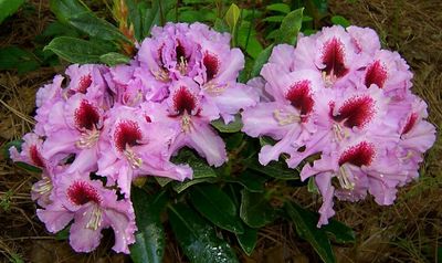 Rhodo 2008