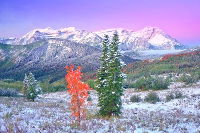 Lone Maple