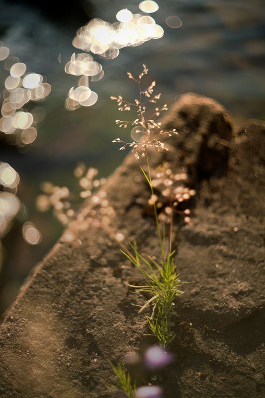 Grass On Rock Shore