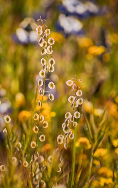 Wildflower