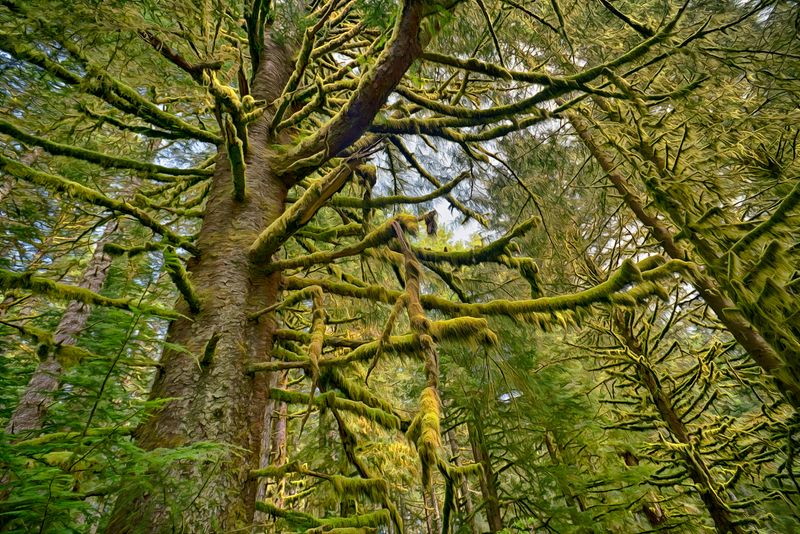 Oregon Coastal Forest