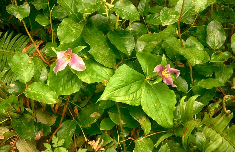 Trilliums - Oregon Coastal Forest