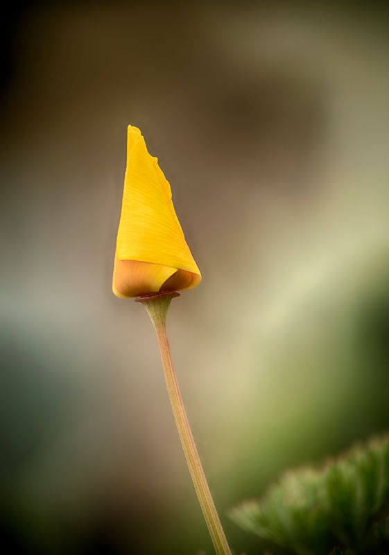 California Poppy