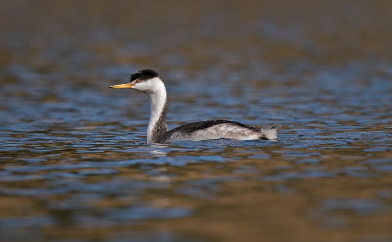 Western Grebe - Santa Margarita Lake - California