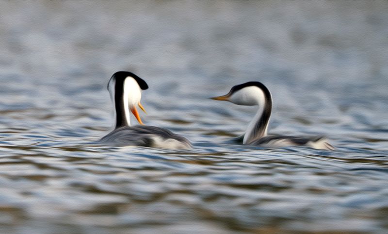 Western Grebe - Santa Margarita Lake - California