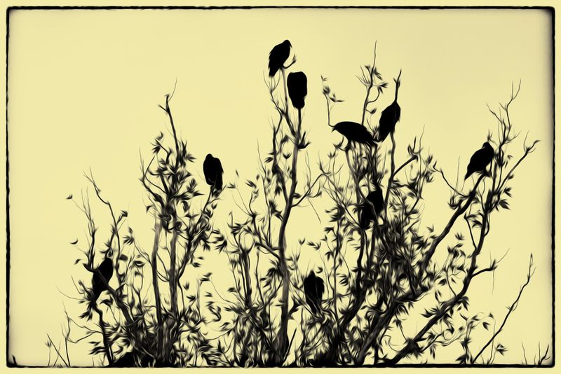Buzzards Roost 