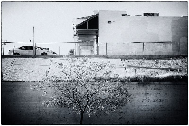 Tree and Cement - Barstow  - California