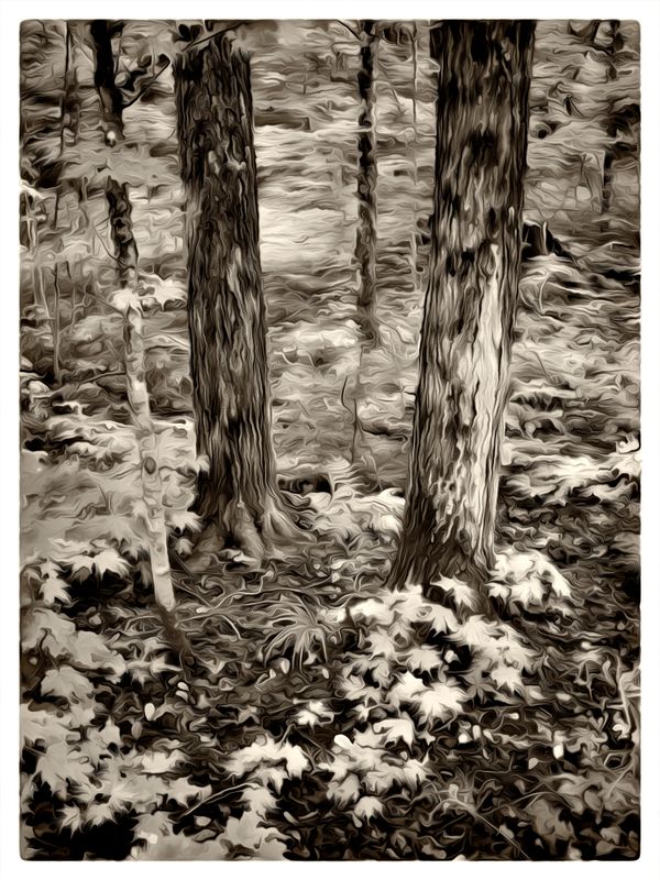 Woodlands