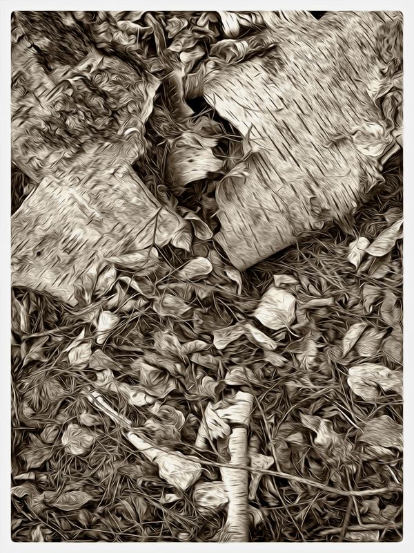Old Birch Trunk