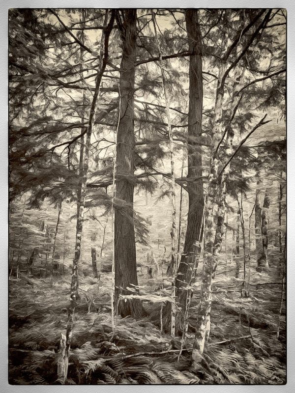 North Woodland