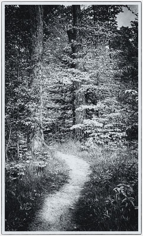 Woodland Path