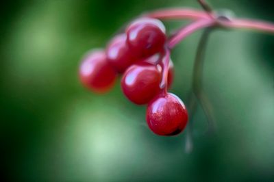 High Bush Cranberry