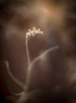 White Flower