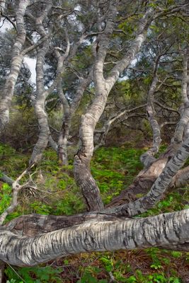 Pygmy Oak Forest