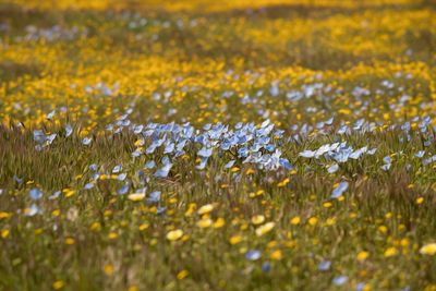 Wild Flowers - Shell Creek Rd. - SLO  County - California