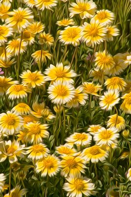 Tidy Tips - Carrizo Plains - California