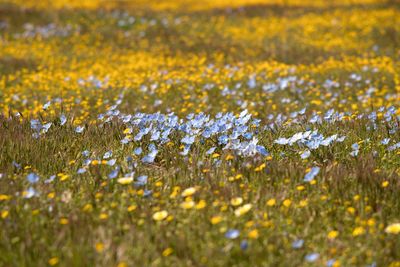 Baby Blue Eyes - Shell Creek Road - SLO County - California