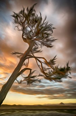 Cypress and Morro Rock