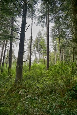 Oregon Coastal Forest