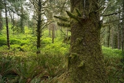 Oregon Coastal Forest