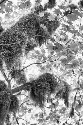 Big Leaf Maples