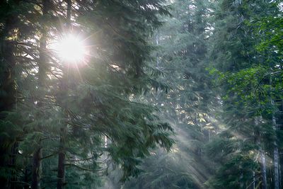 Sun and Fog