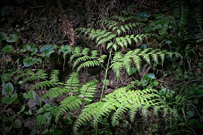 Fern