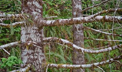 Trees