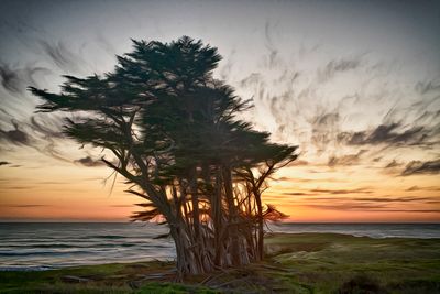 Fort Bragg Bluff