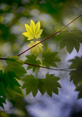  Maple Leaf