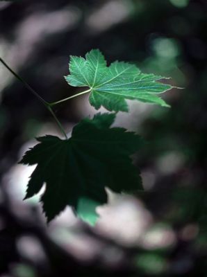 Maple