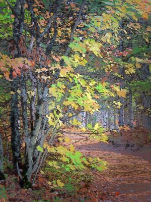 Fall Color - Upper Michigan