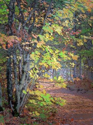 Fall Color - Upper Michigan
