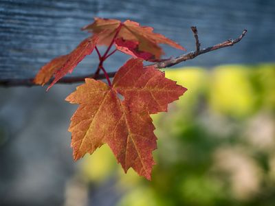 Colorful Leaf