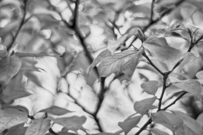 Leaves