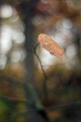 Leaf