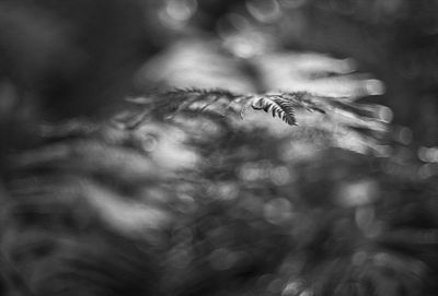 Fern