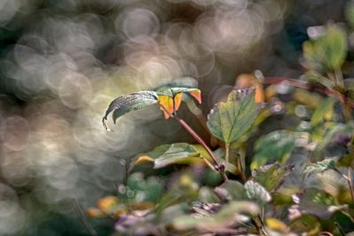 Leaf