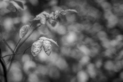First Snow
