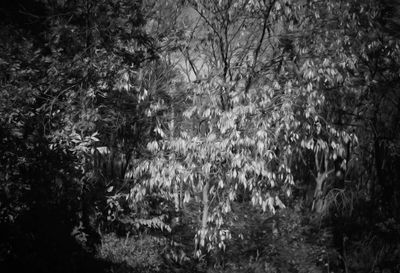Sun on Leaves